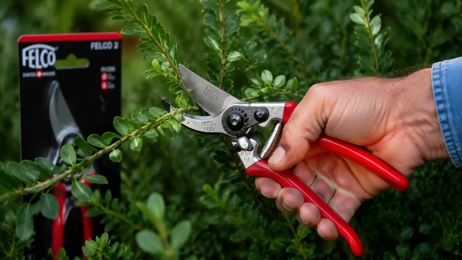 Close-up of the Felco F2 bypass blade cutting a boxwood stem cleanly