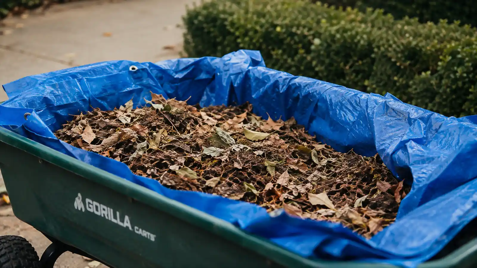 A tarp lining the inside of a dump cart bed, folded over a pile of leaves before hauling