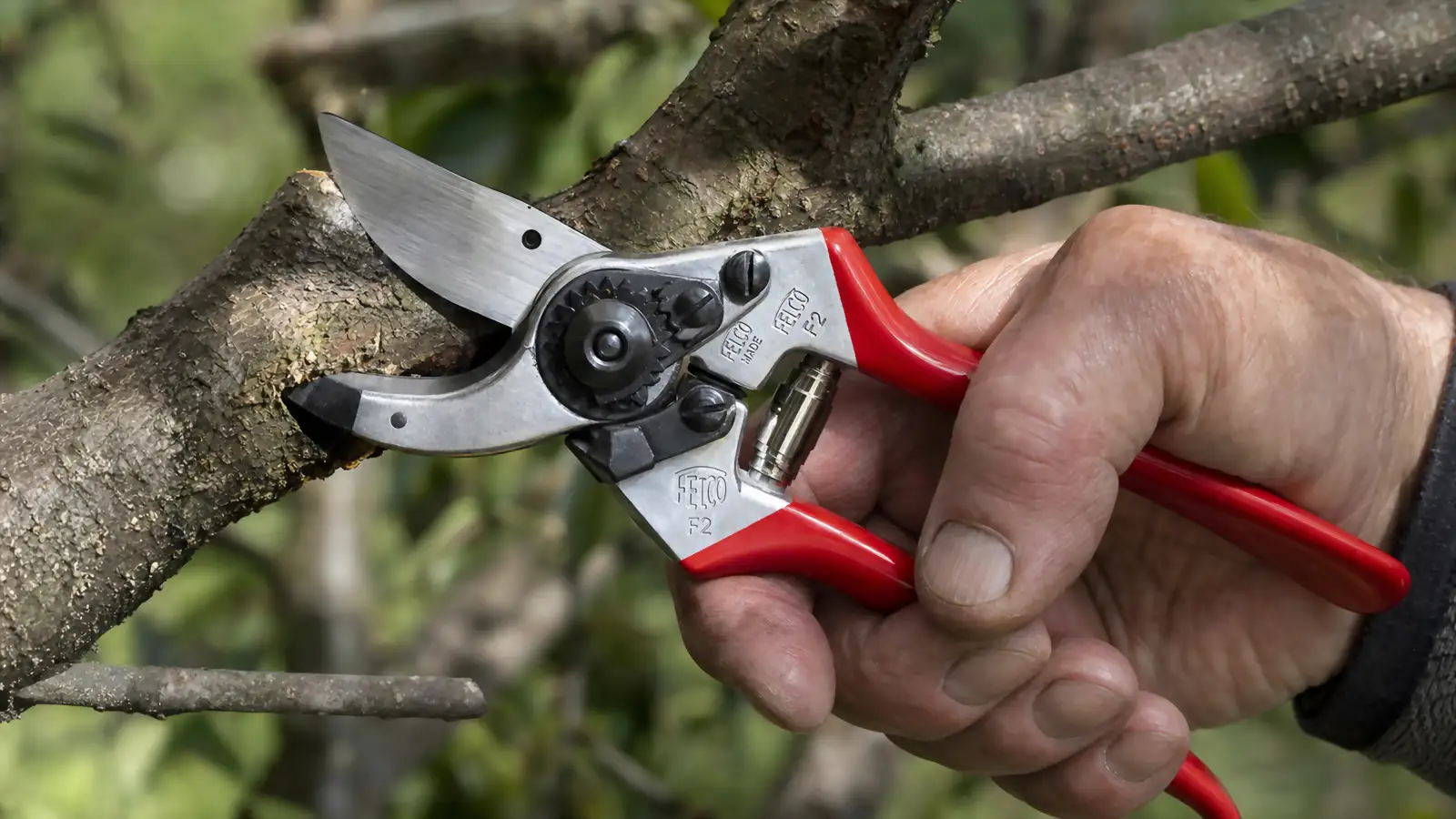 Close-up of the Felco F2 bypass blade positioned for an undercut on a thick boxwood stem, demonstrating the three-cut method