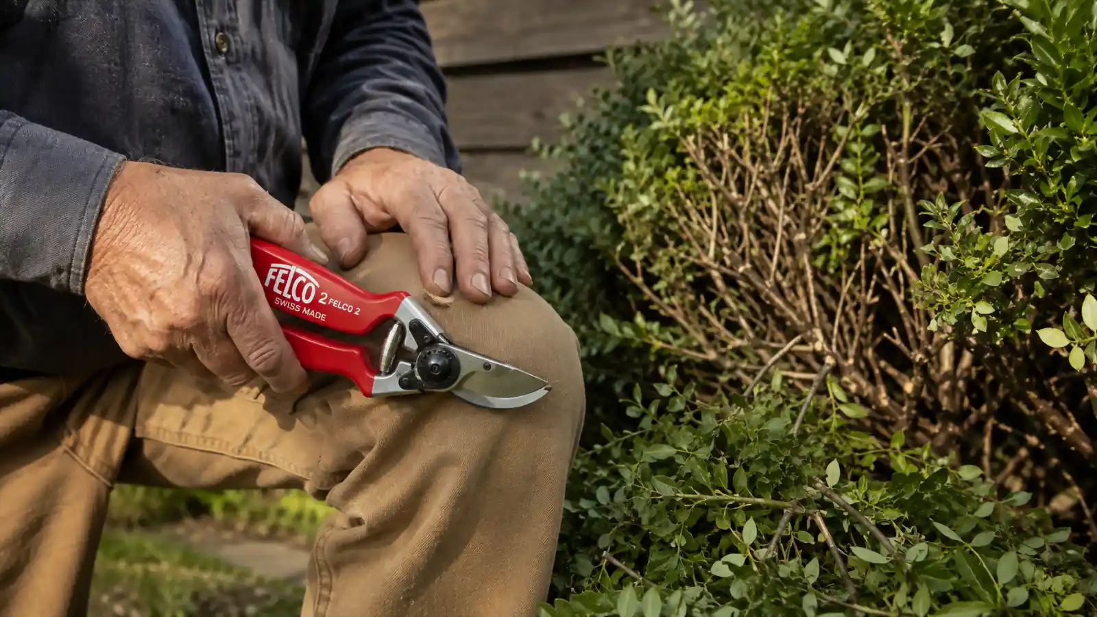 Hands holding a Felco F2 pruning shear next to a small pile of trimmed clippings on the ground beside a thinned shrub
